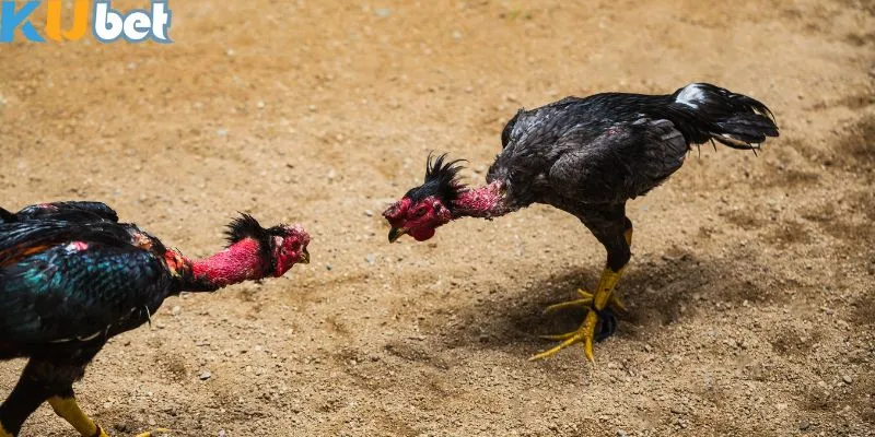 Physical Characteristics of the American Gamefowl