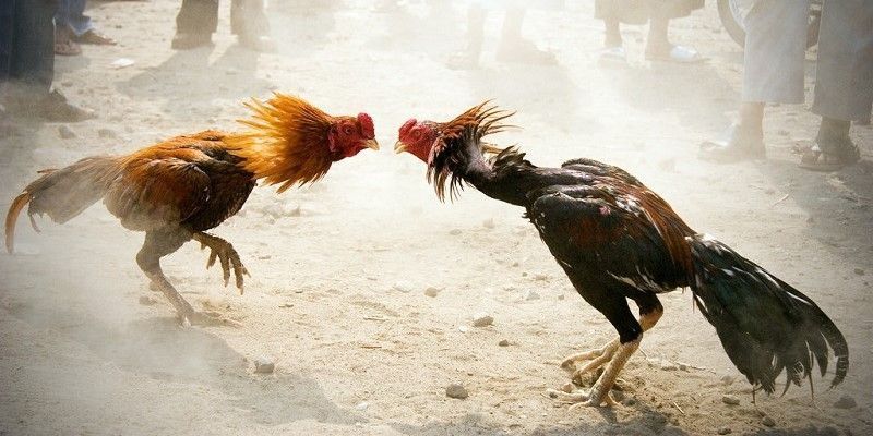 cockfighting ko66